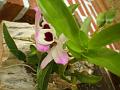 orquidea